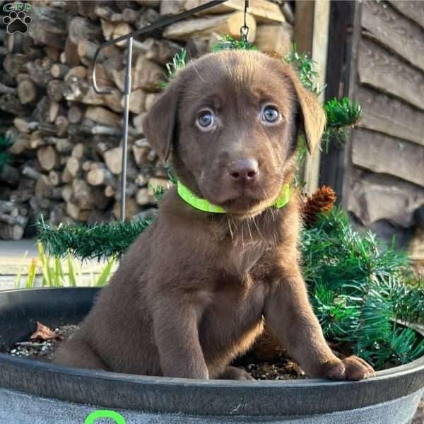 Sawyer, Chocolate Labrador Retriever Puppy